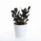 ZZ Black plant in a pot on a white background