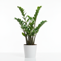 ZZ Plant – Live Low-Maintenance Indoor Plant with Pot.