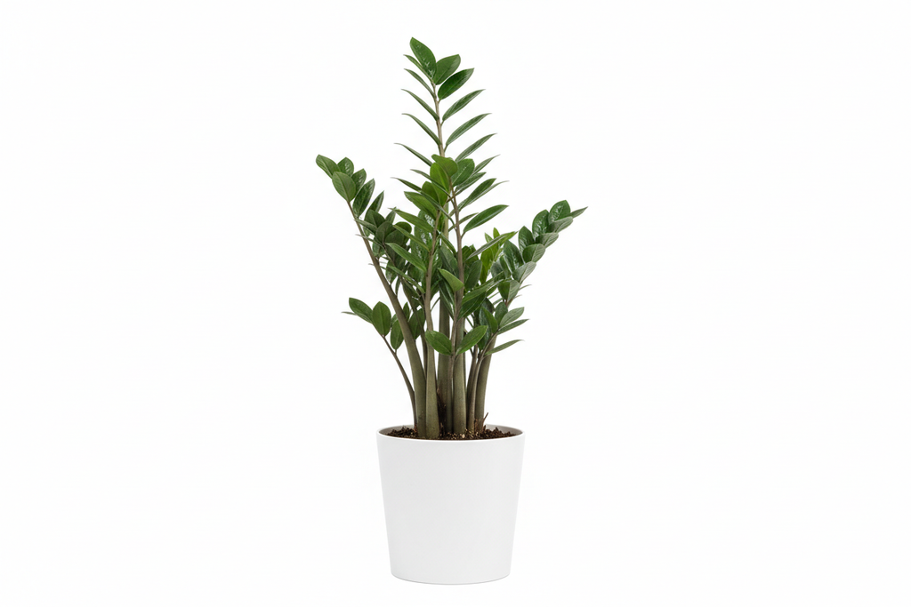 ZZ Plant – Live Low-Maintenance Indoor Plant with Pot.