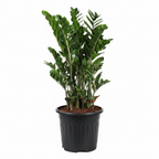 ZZ Plant + 8-inch Black Pot Combo