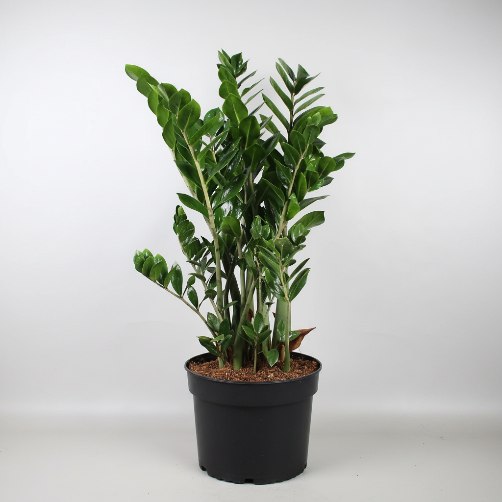 ZZ Plant Black 8-inch Pot