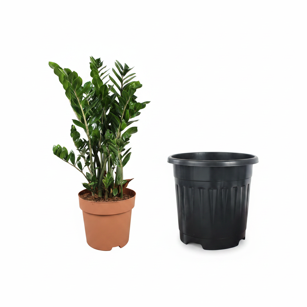 ZZ Plant + Black Pot - What's Included